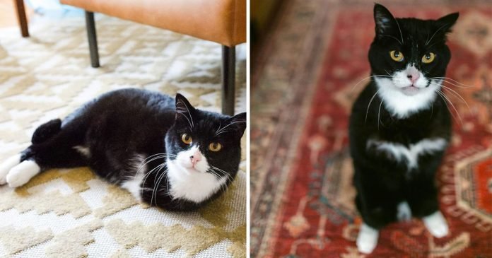 Gatito dos patas inspira personas adoptar animales especiales