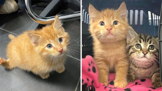 Gatito feliz caminar primera vez