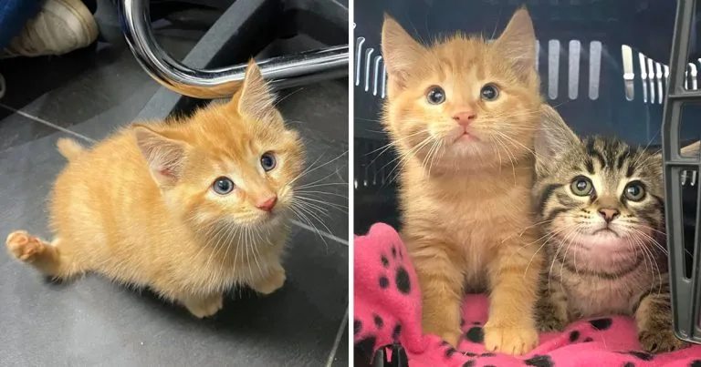 Gatito feliz caminar primera vez
