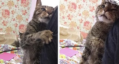 Gato de 16 años perdió su único hogar y ahora está feliz de ser amado de nuevo