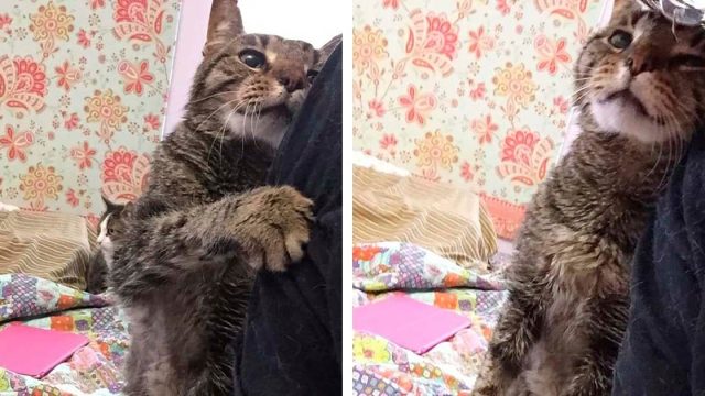 Gato de 16 años perdió su único hogar y ahora está feliz de ser amado de nuevo