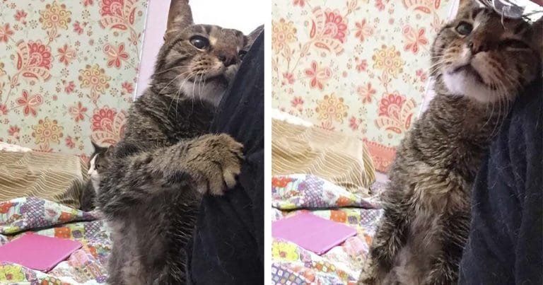 Gato de 16 años perdió su único hogar y ahora está feliz de ser amado de nuevo