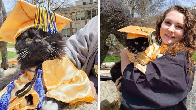 Gato se gradúa junto a mamá con título de apoyo emocional
