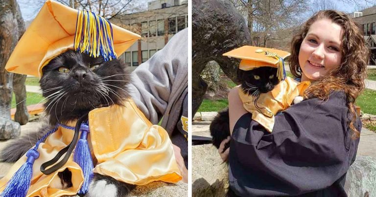 Gato se gradúa junto a mamá con título de apoyo emocional