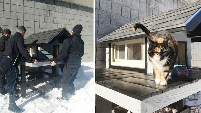 Gato seguía yendo al departamento de policía, así que le construyeron una casita acogedora