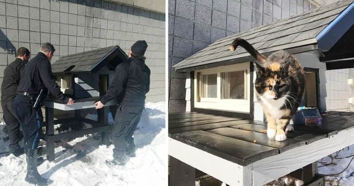 Gato seguía yendo al departamento de policía, así que le construyeron una casita acogedora