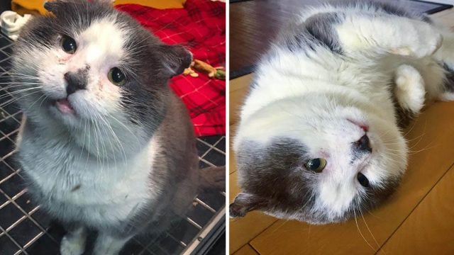 Gato vivió calles toda vida realidad sueño