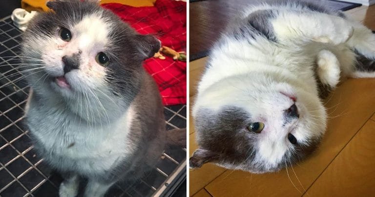 Gato vivió calles toda vida realidad sueño