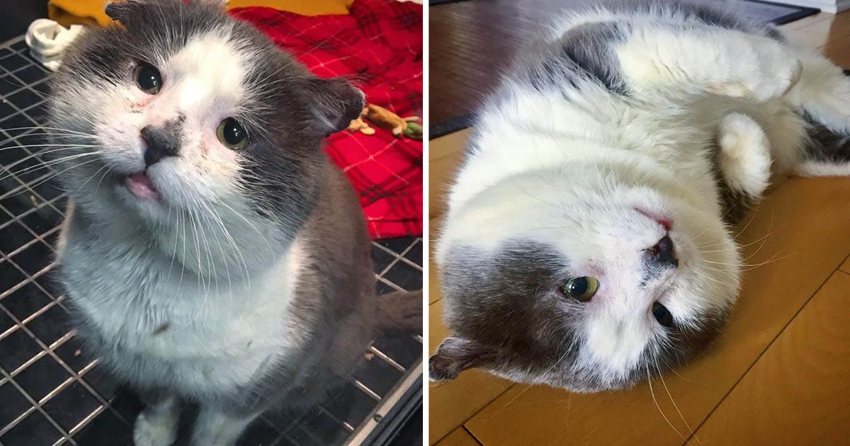 Gato vivió calles toda vida realidad sueño