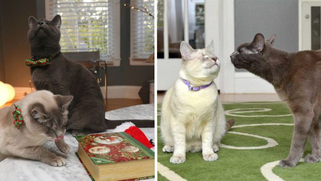Gatos ciegos nunca dejan que su discapacidad les impida vivir la vida