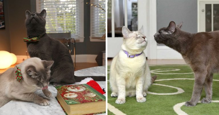 Gatos ciegos nunca dejan que su discapacidad les impida vivir la vida