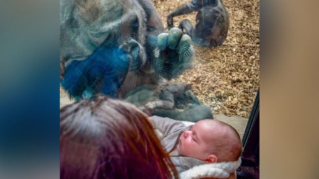 Gorila lleva bebé conocer madre