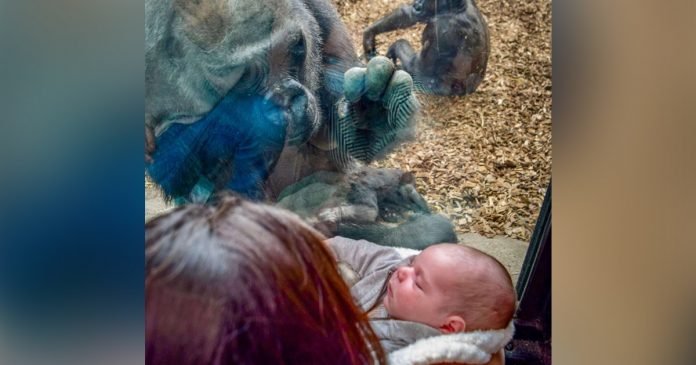Gorila lleva bebé conocer madre