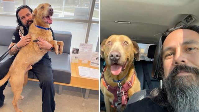 Hombre nunca se dio por vencido con perro perdido