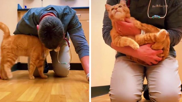 Llevaron a un gato para que lo sacrifiquen, pero el amable veterinario lo salvó