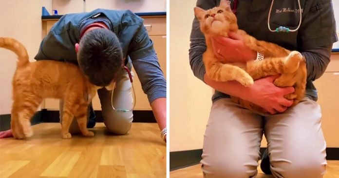 Llevaron a un gato para que lo sacrifiquen, pero el amable veterinario lo salvó