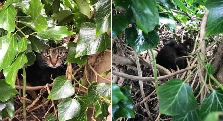 Madre gata y sus gatitos recién nacidos son encontrados viviendo en un nido de aves
