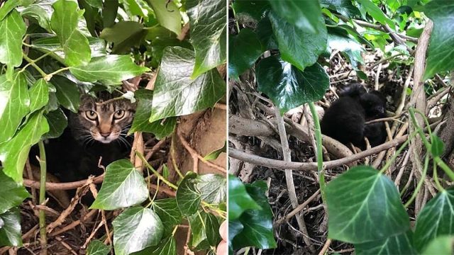 Madre gata y gatitos vivían en nido de aves