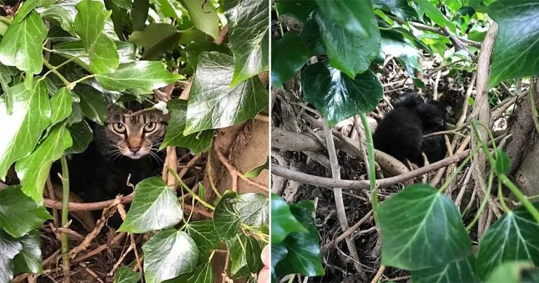 Madre gata y gatitos vivían en nido de aves