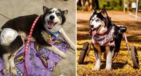 Mujer bondadosa salva a una husky obligada a criar y le cambia la vida