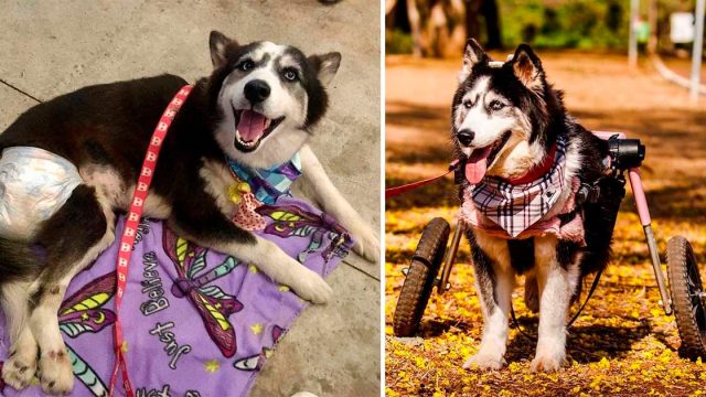 Mujer bondadosa salva a una husky obligada a criar y le cambia la vida