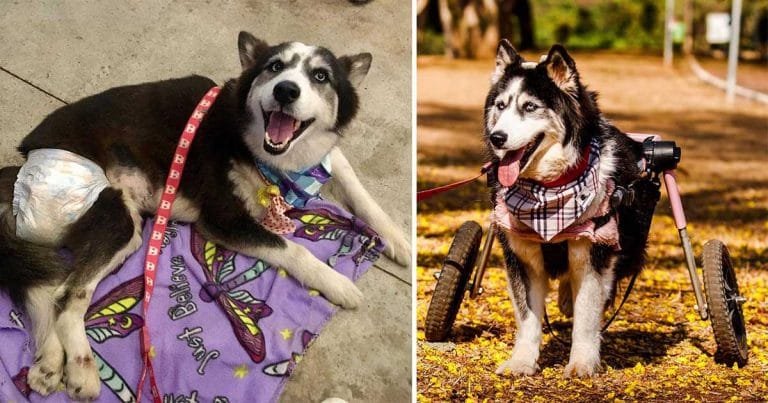 Mujer bondadosa salva a una husky obligada a criar y le cambia la vida