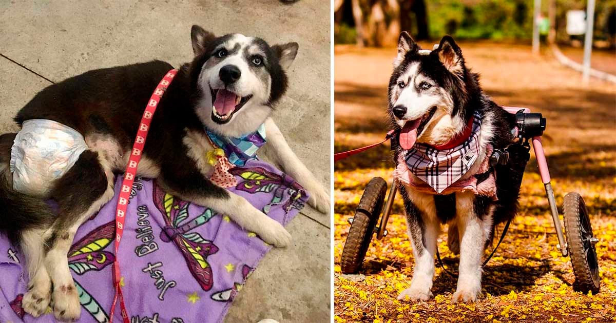 Mujer bondadosa salva a una husky obligada a criar y le cambia la vida