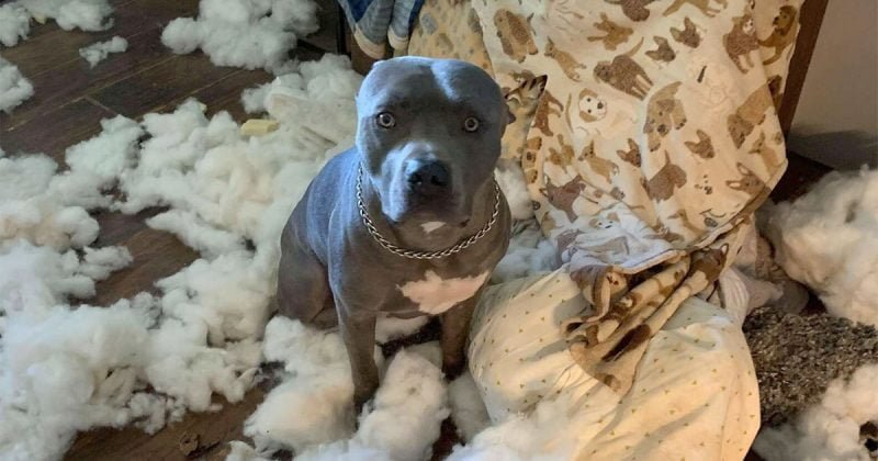 Mujer llega a casa para encontrar su sala cubierta del relleno del sofá