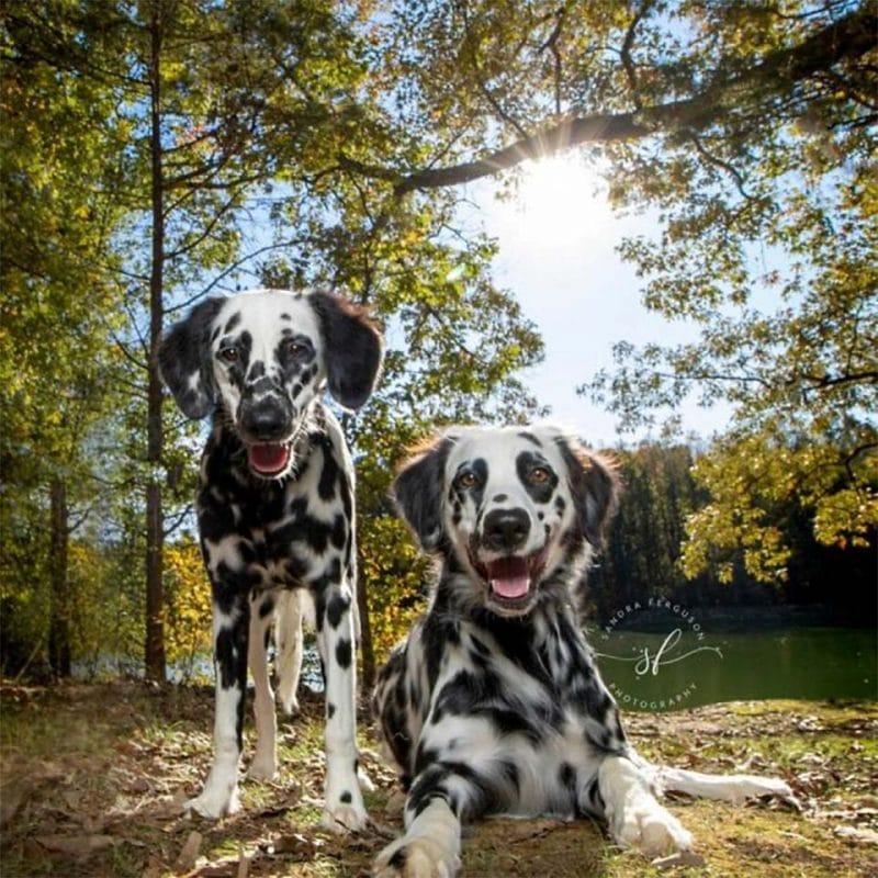 Este Adorable Perro Parece Una Mezcla Entre Dálmata Y Golden Retriever