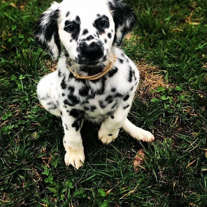 Este adorable perro parece una mezcla entre dálmata y golden retriever