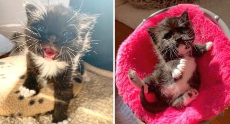 Pequeña gatita es rescatada gracias a sus grandes maullidos