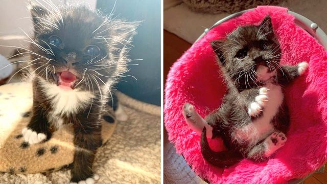 Pequeña gatita rescatada grandes maullidos