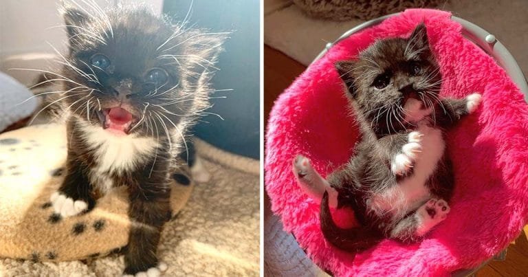 Pequeña gatita rescatada grandes maullidos