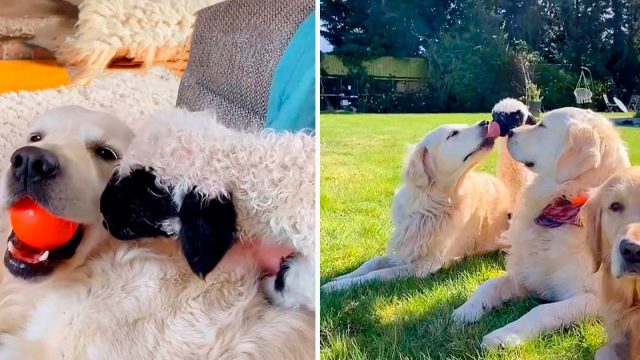 Perrita adopta un pequeño cordero después de ser rechazado por su madre