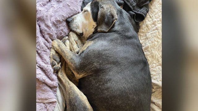 Perrita toma primera siesta verdadera cama