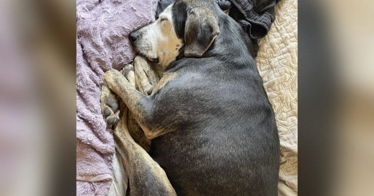 Perrita toma primera siesta verdadera cama