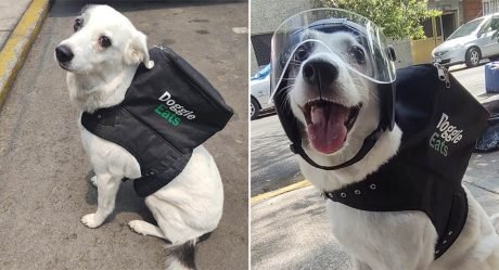 Perrita trabaja como repartidora y recauda fondos para otros 160 animales