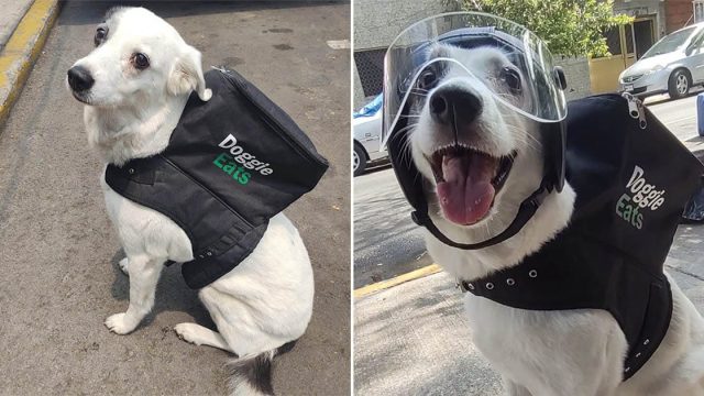 Perrita trabaja como repartidora de comida