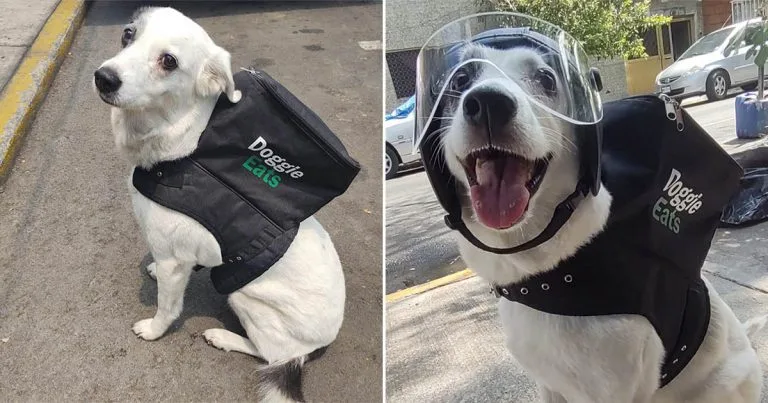 Perrita trabaja como repartidora de comida
