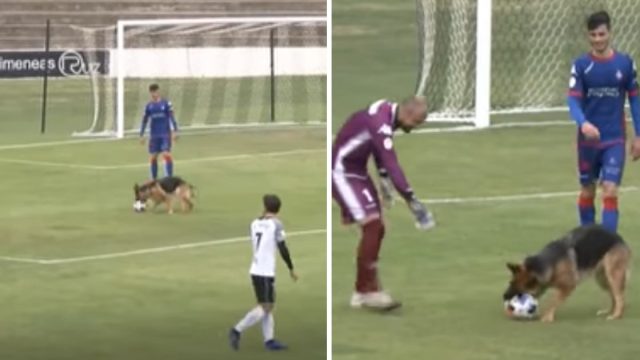 Perrita ve partido fútbol parte juego