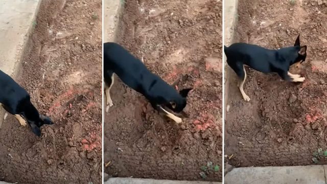 Perro de un traficante ayuda a la policía