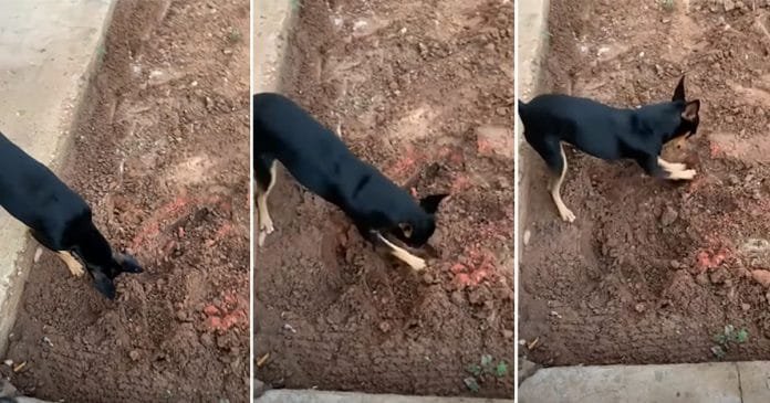 Perro de un traficante ayuda a la policía