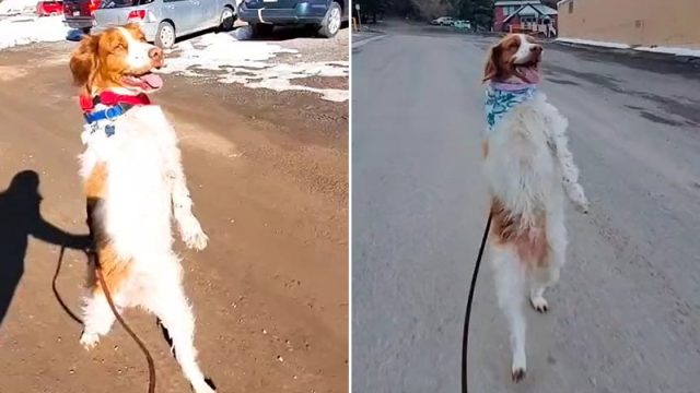 Perro decidido aprende a caminar erguido