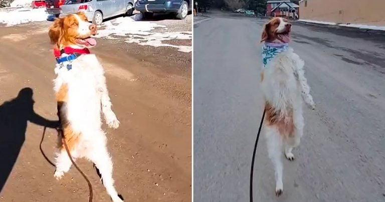Perro decidido aprende a caminar erguido