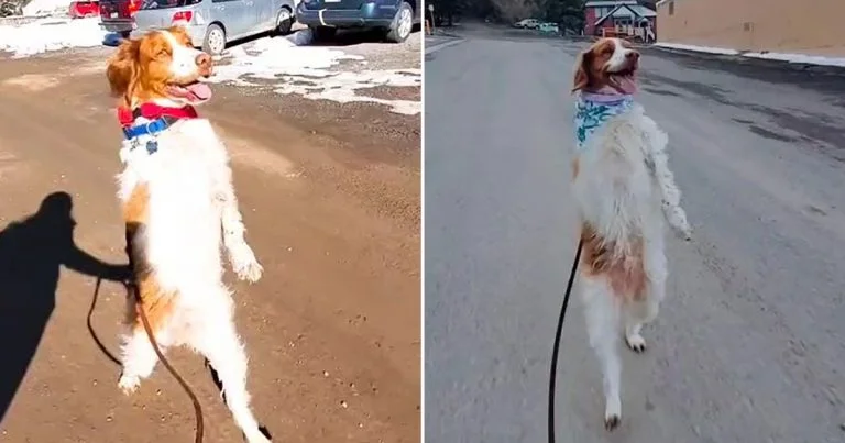 Perro decidido aprende a caminar erguido