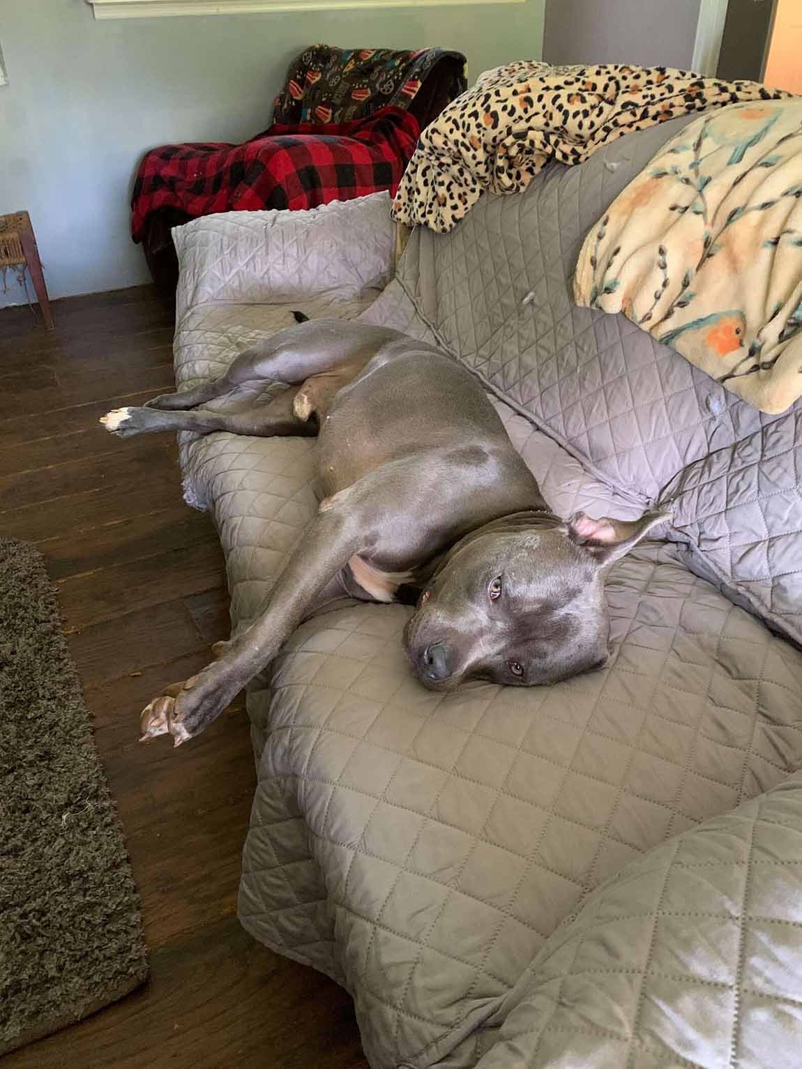 Perro descansa en el sofá
