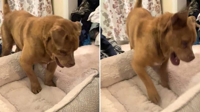 Perro estuvo encadenado durante 8 años