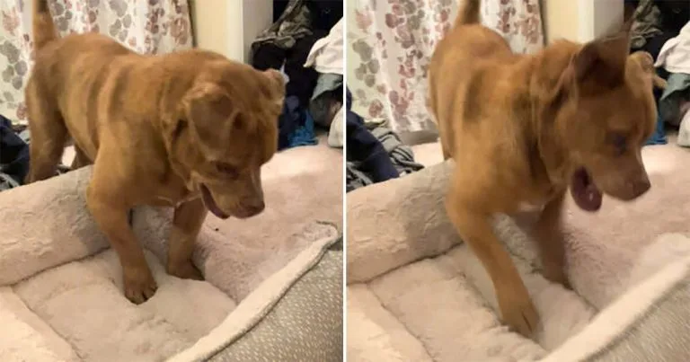 Perro estuvo encadenado durante 8 años