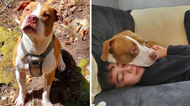 Perro rescatado salva la vida de su hermano mayor