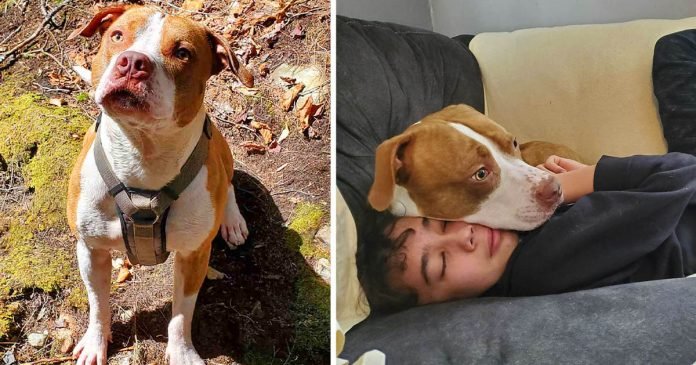 Perro rescatado salva la vida de su hermano mayor